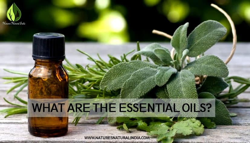 List of 7 Best Essential Oil Brands in the World for Bulk Supply