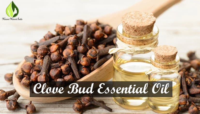 Clove Bud Essential Oil Used As A Natural Remedy For Dental Issue!