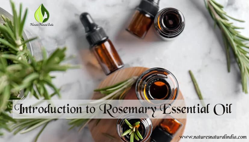 Can You Use Rosemary Essential Oil On Your Hair Growth?