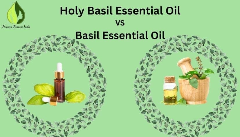 Understanding the Difference between Basil Essential Oil and Holy Basil Oil