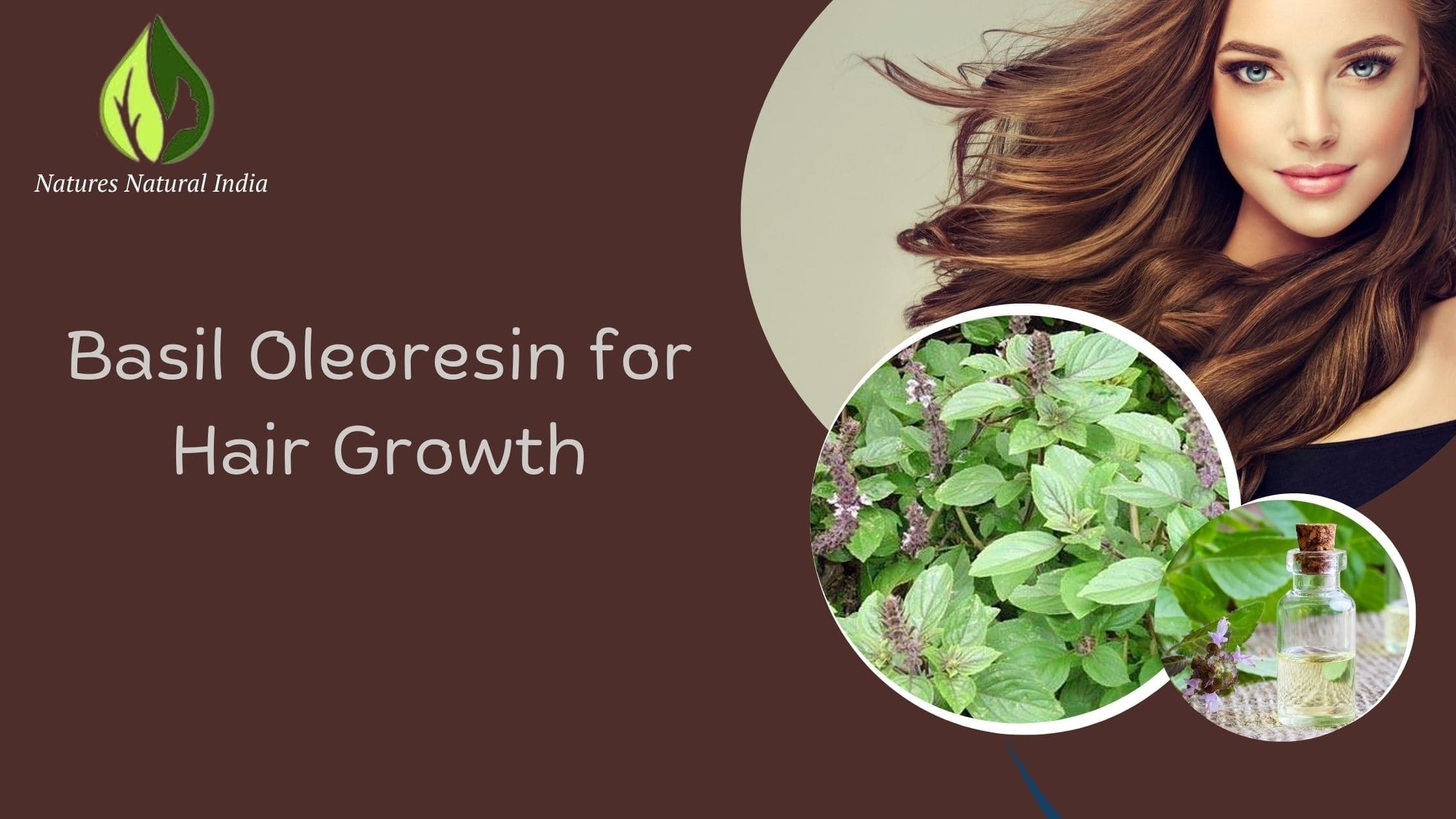 A Comprehensive Guide to the Uses and Benefits of Basil Oleoresin.
