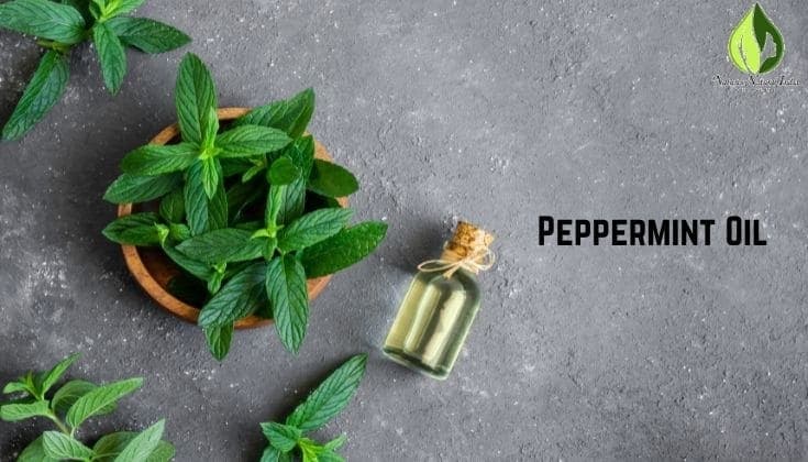 The Top 10 Health Benefits of Peppermint Oil You Need to Know