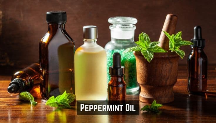 Top Benefits of Purchasing Peppermint Oil in Bulk for Aromatherapy