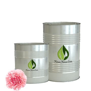 Carnation Absolute Oil