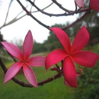 Red Champaca Floral Absolute Oil