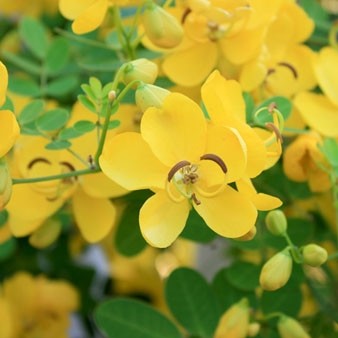 Cassia Spice Oil
