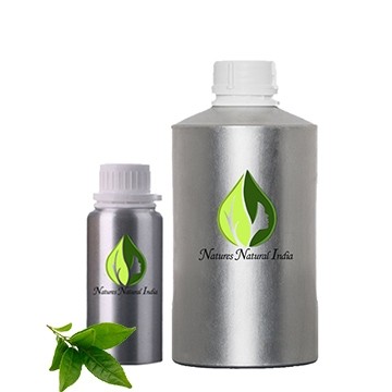 Green Tea Absolute Oil
