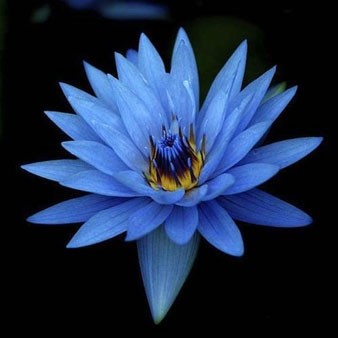Lotus Blue Absolute Oil