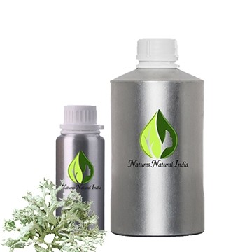 Oakmoss Absolute Oil