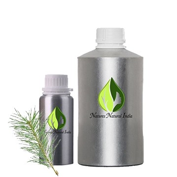 Scotch Pine Essential Oil