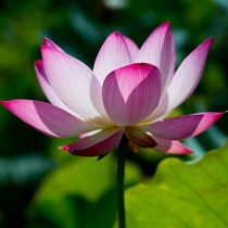 Pink Lotus Floral Absolute Oil