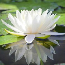 White Lotus Floral Absolute Oil