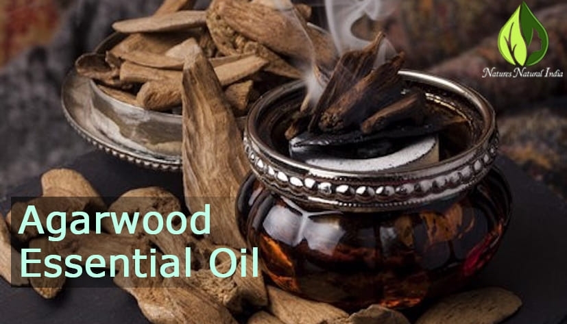 Agarwood & Oud Essential Oil Agarwood & Oud Essential Oil