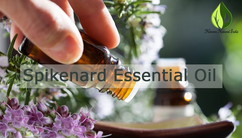 Spikenard essential oil Spikenard essential oil
