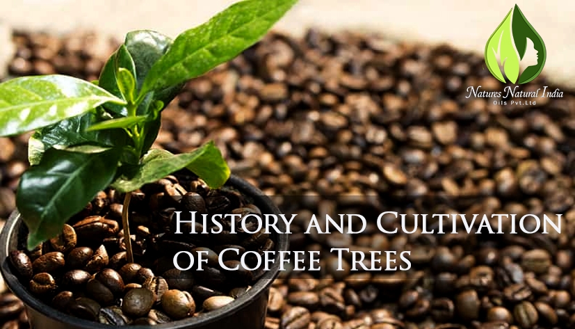 History and Cultivation of Coffee Trees