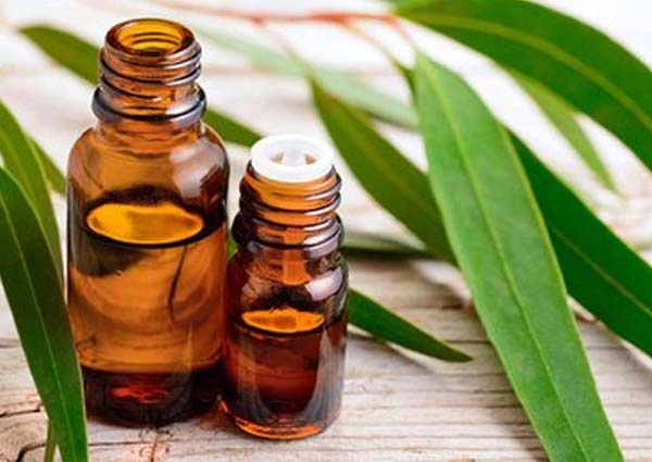 Eucalyptus certified organic oil