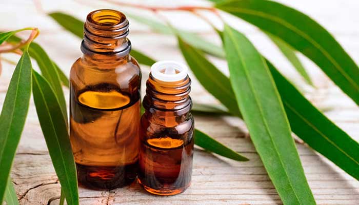 Eucalyptus Essential Oil