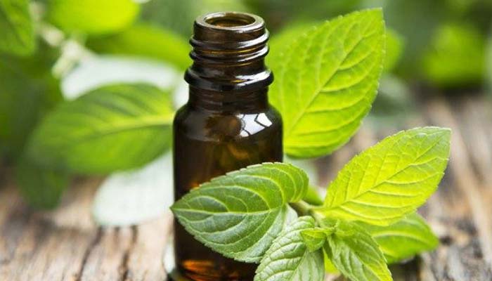 peppermint essential oil