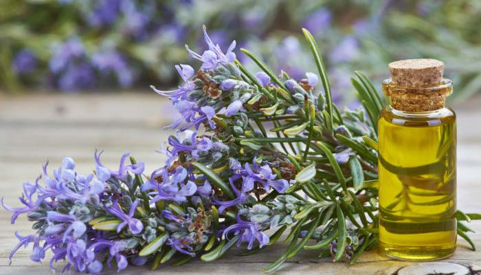 Rosemary Essential Oil